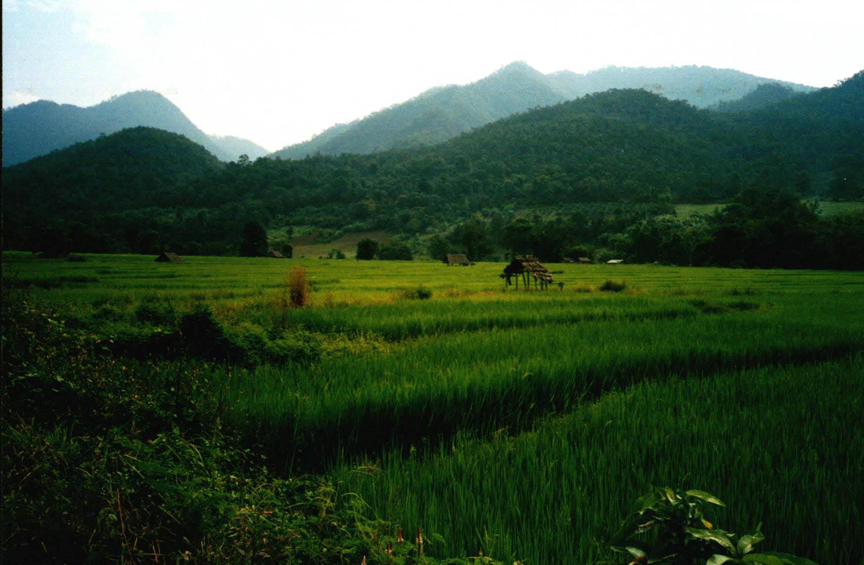 Rice paddies on the outskirts of Pai (Pai, Thailand) - Page 42